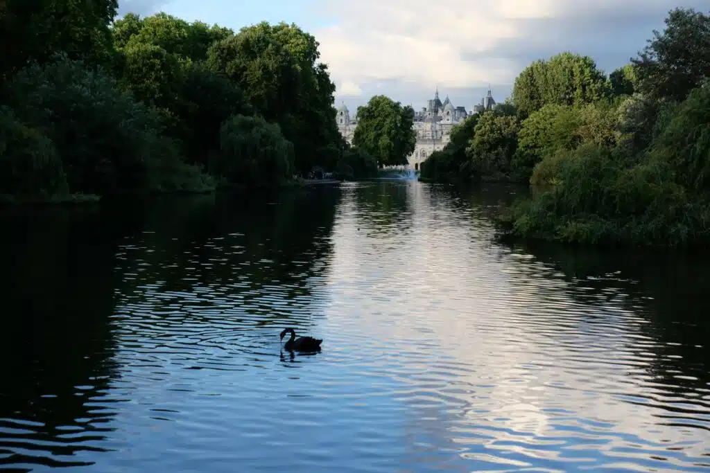 The 6 Best Things to Do in London A swan in a lake in St James's Park.